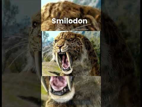 Smilodon