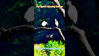 Why Birds Spend Hours "Doing Their Hair #Egret #BirdBehavior #NatureDocumentary