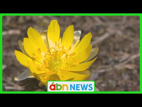 小諸城址懐古園のフクジュソウが見頃に！4月並みの陽気で花々が開花（abnステーション　2025.03.13）