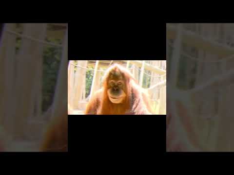 Monke compilation 2 #memes #funny #gorilla