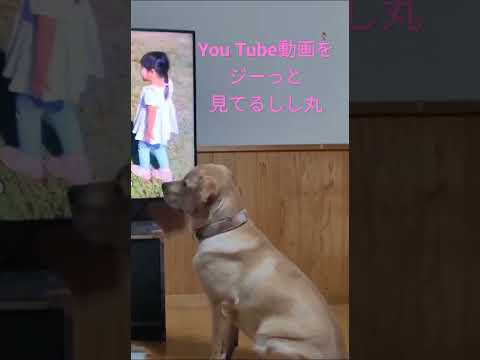 【ラブラドール】しし丸がYou Tube動画をひたすら見ている