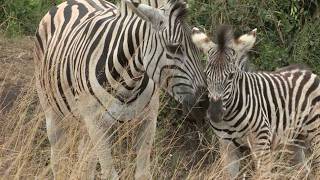 Ferocious Zebra vs. Rescuers: Will the Foal Survive? #ZebraRescue #AnimalBehavior  #AfricanSavannah