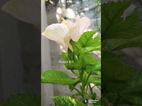 Watch This Flower Bloom in 50 Seconds | Satisfying Videos | #morningvibes #hibiscus #relaxingvideos