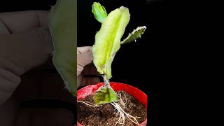 How to propagate dragon tree from dragon tree cutting | Plant it in home //#highlights #reels