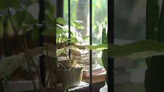 Plants for calmer mind & cozier desk ☘️#plants #cozyspaces #desksetup #productiveworkspace