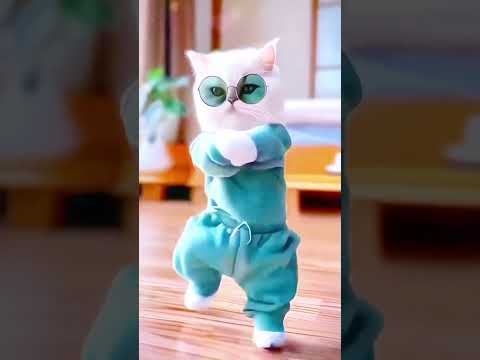 Cat dancing funny video# viral video