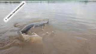 Tapi river,  surat