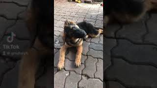 ถ้าหมาได้ยินเสียงนี้จะเอียงหัว | tiktok germansheperd เยอรมันเชพเพิร์ด ep.4