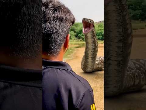 Big anaconda Snake attack #shorts #snake