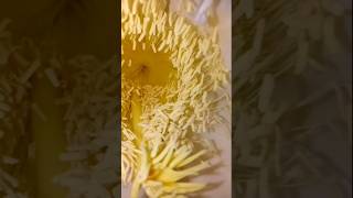 Fruit polution #shorts #fruit #fruitprocessing # flower #wightflower