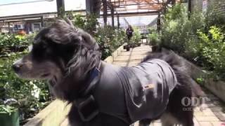 Dog ThunderShirt for Guy Fawkes