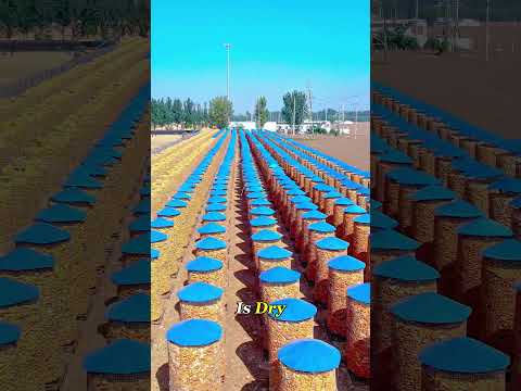 This Corn Tower Costs $2 😳 #farming   #farmlife #harvest  #knowledge