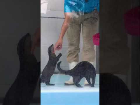 カワウソのかわいらしいSHOW TIME 油壷マリンパーク