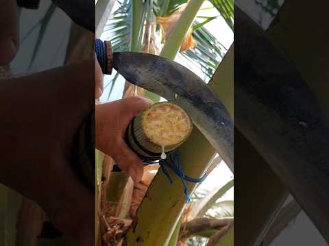 This is how to harvest coconut wine (tuba) #tuba #coconutwine #coconut #youtubeshorts