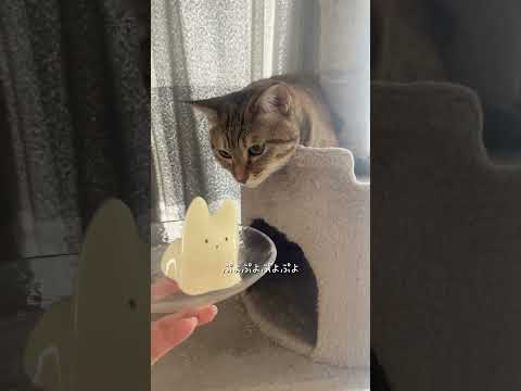 ダンシング猫ちゃん #猫 #猫のいる暮らし #cat