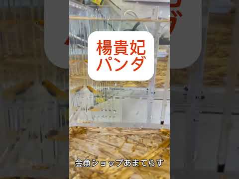 わらしべ長者やってます！ #アクアリウム #金魚屋 #国産金魚 #めだか #金魚 #メダカ
