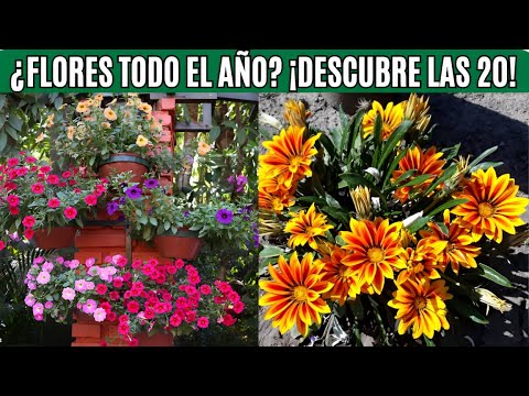 Las 20 PLANTAS que FLORECEN TODO el AÑO