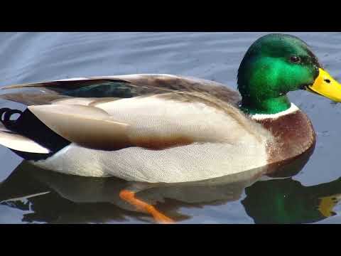 FARM ANIMALS for Kids | Spelling Video for Children