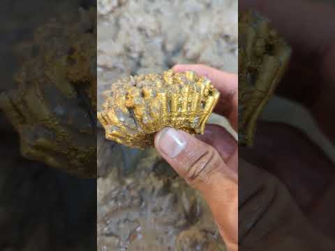 looking for gold in such a beautiful river #goldhunter #gold