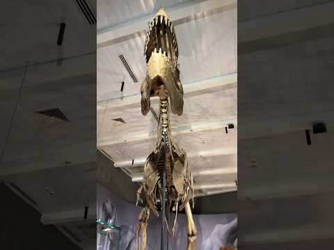 🦖Jurassic Park #dinosaur #jurassicpark #museum