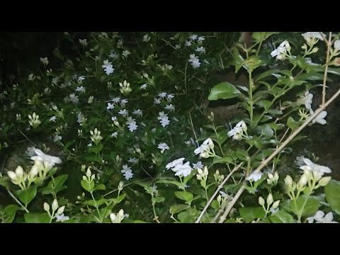 രാത്രിയിൽ നിങ്ങൾ ഈ കാഴ്‌ച കണ്ടിട്ടുണ്ടോ👀🤍🤍എന്ത് ഭംഗി മുല്ലപ്പൂക്കൾ🤍 #nature #nightview #jasmin #home