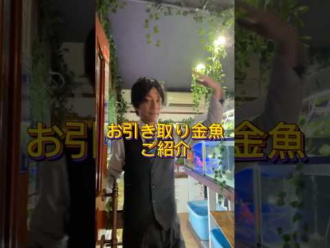 お引き取り金魚ご紹介！リクエストがたくさんありましたので現在いる子をご紹介です！#金魚#動物保護#長野県
