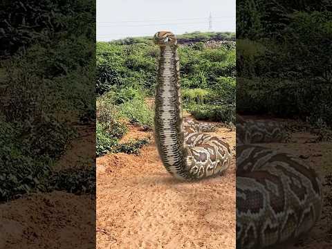 Big anaconda snake attack #shorts #snake
