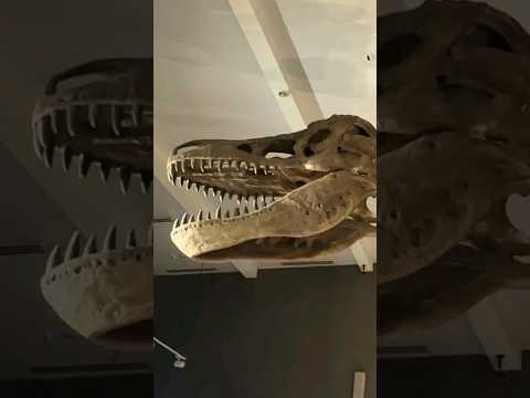 Dinosaur 🦖🦖🦖 #shorts