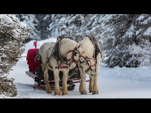 Guitar Instrumental Christmas Music: Peaceful Christmas music "Christmas Woods" by Tim Janis