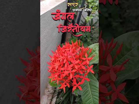 ♥️ Jungle Geranium 🏵️😍 #shortfeed#plantlover#shorts#youtubeshorts#feedshorts#love#redflower#indoor