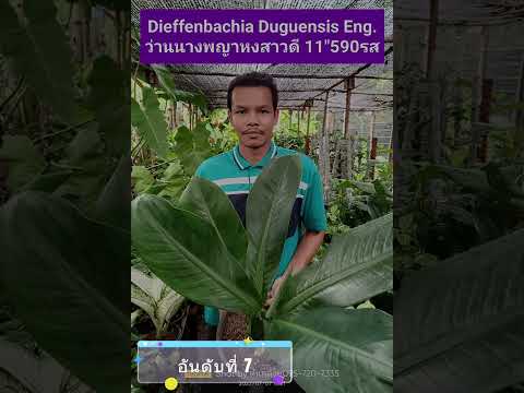 20 อันดับ no.3 Dieffenbachia