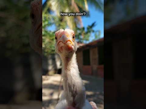 dancerist chicken #chicken #chickendance #funnyanimals #youtubeshorts
