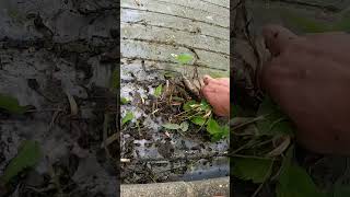 These trees want to grow on the pool #poolmaintenance #poolcleaning #poolservice