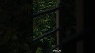 #song #feelgoodmusic #feelgoodvibes #rain #tea