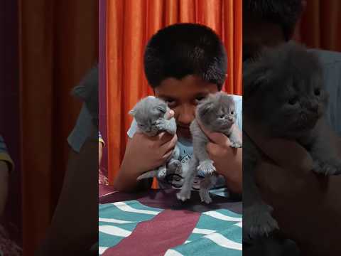 Lion King | Long Live the King #thelionking #kittens #persiancat #cat #greycat #funny #funnuanimals
