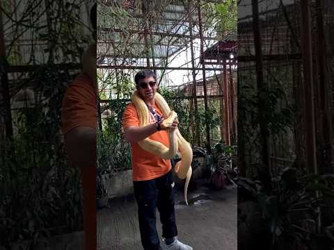 Are You Afraid of SNAKE? #shortvideo