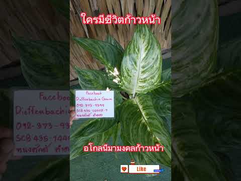 ต้นมงคล 9 หน้า