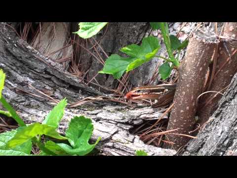Footage of a Lizard!