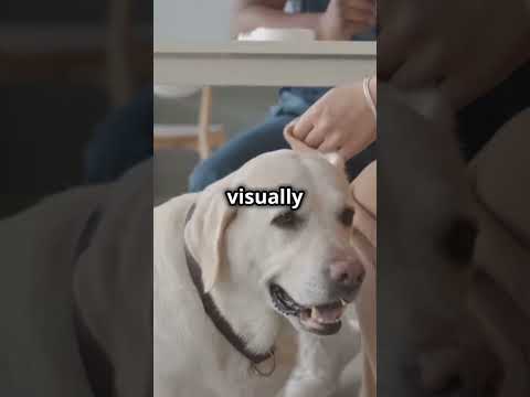 Top 5 Dog breeds with amazing skills 🐕 #top5facts #doglover #dogsshorts