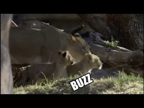 Tito Ortiz Lion story