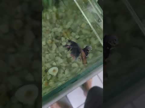 peixe betta #peixes #bettafish
