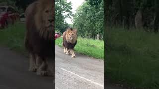 Amazing lion in the city😱😮😲