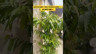 Ashok Tree Remedy – Peace & Prosperity at Home! 🌿💰| Divine Dialogue | #shorts #astrology #ytshorts
