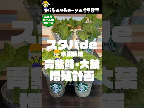 スタバカップで青しそ（大葉）の増殖計画！水耕栽培 #家庭菜園