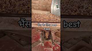 भैंस के लिए best Homemade feed #cow #buffalo #trending #shorts #yt #ytshorts #feed #vlog #dairyfarm