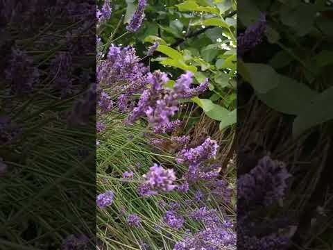 Bee #bees #whitenoise #relax #mentalhealth #lavender #garden