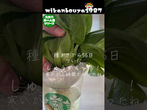 スタバカップdeミニチンゲンサイを育ててみた #水耕栽培 #家庭菜園