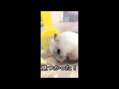 家のジャンガリアンが変な掻き方からの・・・
