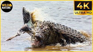 Craziest Crocodile Attacks Ever Caught On Camera | Animal Fights #27