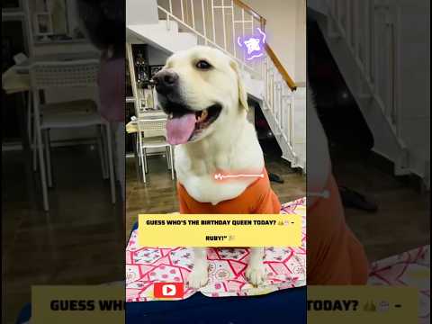 🐾Ruby’s Special Day| Birthday Celebration 🎉🐶#dogbirthday  #pets  #doglove #cutdog  #youtubeshorts
